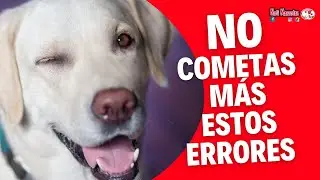 Errores que cometes con tu perro #amolosperros #viralvideo #dogs  #adoptanocompres #amolosanimales