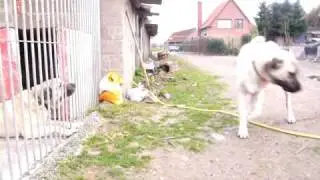 BELCIKALI BARON VS BELCIKALI PASA