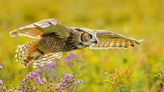 THE GENIUS OF FLIGHT