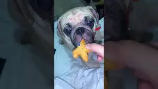 Never Give Your Dog Just One Bite! 😂🐶.... 