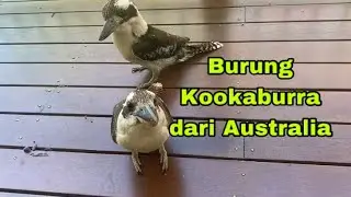 Burung Kookaburra Datang di Belakang Rumah