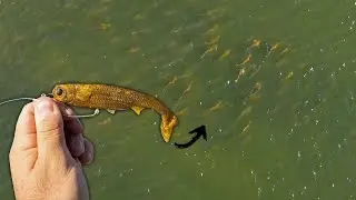 Fishing  *NEW* NLBN Unreleased Lure for Saltwater Monsters!