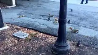 Squirrels invade UC Berkeley Campus