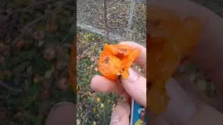 сіянець хурми вірджинської.