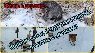 Жизнь в деревне.Кормлю собак.Неудачная попытка прогулять овец