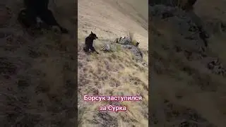 Барсук заступился за сурка, непредсказуемая концовка.