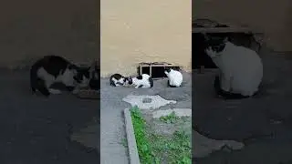Кто последний в очереди за едой? #кошки #бездомныекошки