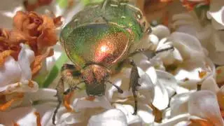 La Cétoine dorée,  Cetonia aurata.