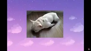 Tired Rachie Sings Snow Halation