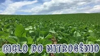 Ciclo do Nitrogênio