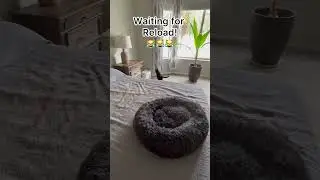 Best interactive cat toy ever!  #cats #catoys