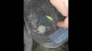 «Игра» с обыкновенным кузнечиком | «Play» with great green bush-cricket (Tettigonia viridissima) L6