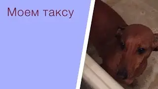 Купаем собаку