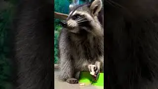 raccoon #animals