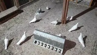 Торкуты . Арабские поющие голуби.