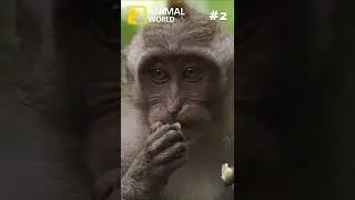 3 cool facts about monkeys 