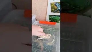Эублефар гипо вайт энигма