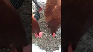 you chickens want some scratch? | backyard chickens