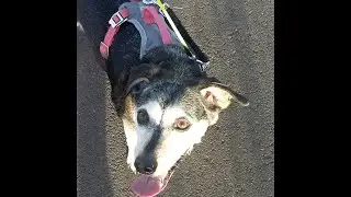 Dog Reacts To Humans Coming Home Part 2 #husky #dog
