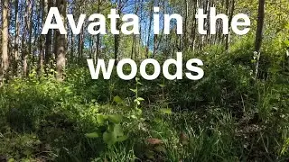 Avata 2 in the woods 🌲🌳