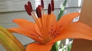 orrange beauty