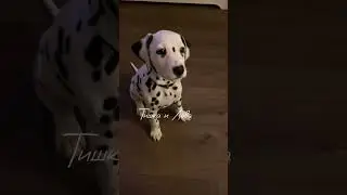 Эдит Далматинец 🔥