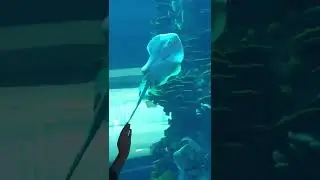 Largest cylindrical aquarium in Bahrain 🇧🇭
