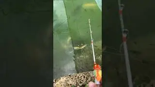 Redtail Catfish in Miami