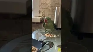 Ужинаем с попугаем🤣