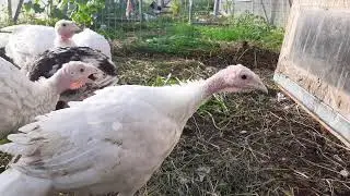 Бронзовые и белые широкогрудые индюшата 2 месяца