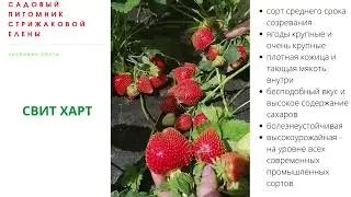 КЛУБНИКА СВИТ ХАРТ  - ВЫСОКОУРОЖАЙНАЯ, ЗИМОСТОЙКАЯ, ВКУСНЕЙШАЯ