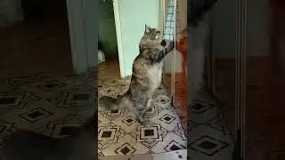 Интеллект кошки мейн-куна или как она взламывает шкаф.