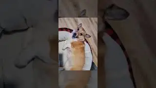 Wrex's 8th Birthday montage video.  My Frens the past Year!