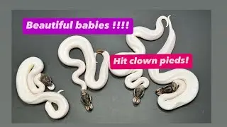 CLOWN PIED BALL PYTHON CLUTCH ! Breeding Pythons !