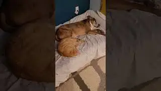 Naptime buddies