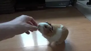 Guinea Pig Beg for Food