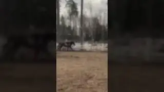 💓🐎