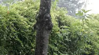 Heavy Rain in the Forest Free Stock Footage /No copyright