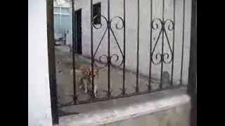 pesadilla en villar de mazarife