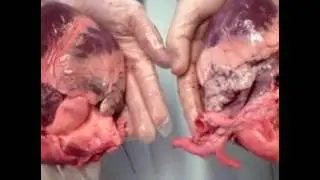 Мухаммад абу Усама Намерение