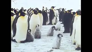 Императорские пингвины с птенцами