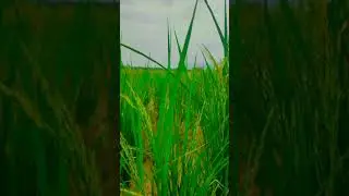 husn tera tauba