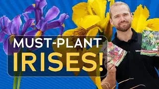 5 Irresistible Irises You NEED to Plant This Fall! 🌼 (Number 1 Will Blow Your Mind!)