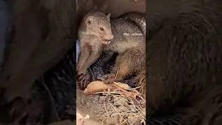 ثعبان والكلب من منها سينجوا