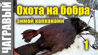 Hunting beaver traps set in the winter | under the ice trap | 10 tips