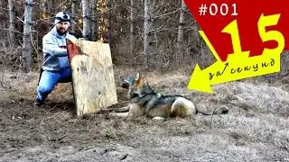 Спасти волка попавшего в ловушку