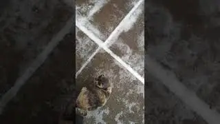 Пушистик/Кошечка/Милая кошка/котенок/ Cute cat/ kitten/ fluffy cat