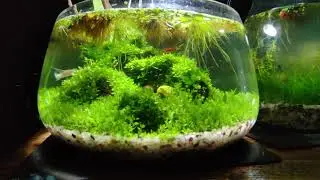 3 weeks old Walstad bowl