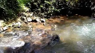 Natural water falls | heavenly beauty | forest life | wild life