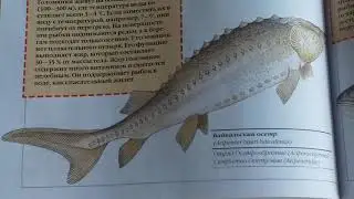 Красная книга России - Читает Т.А. Соколова. Библиотека мкрн. Луговая
